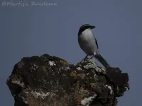 Canarische klapekster [Lanius meridionalis koenigi]